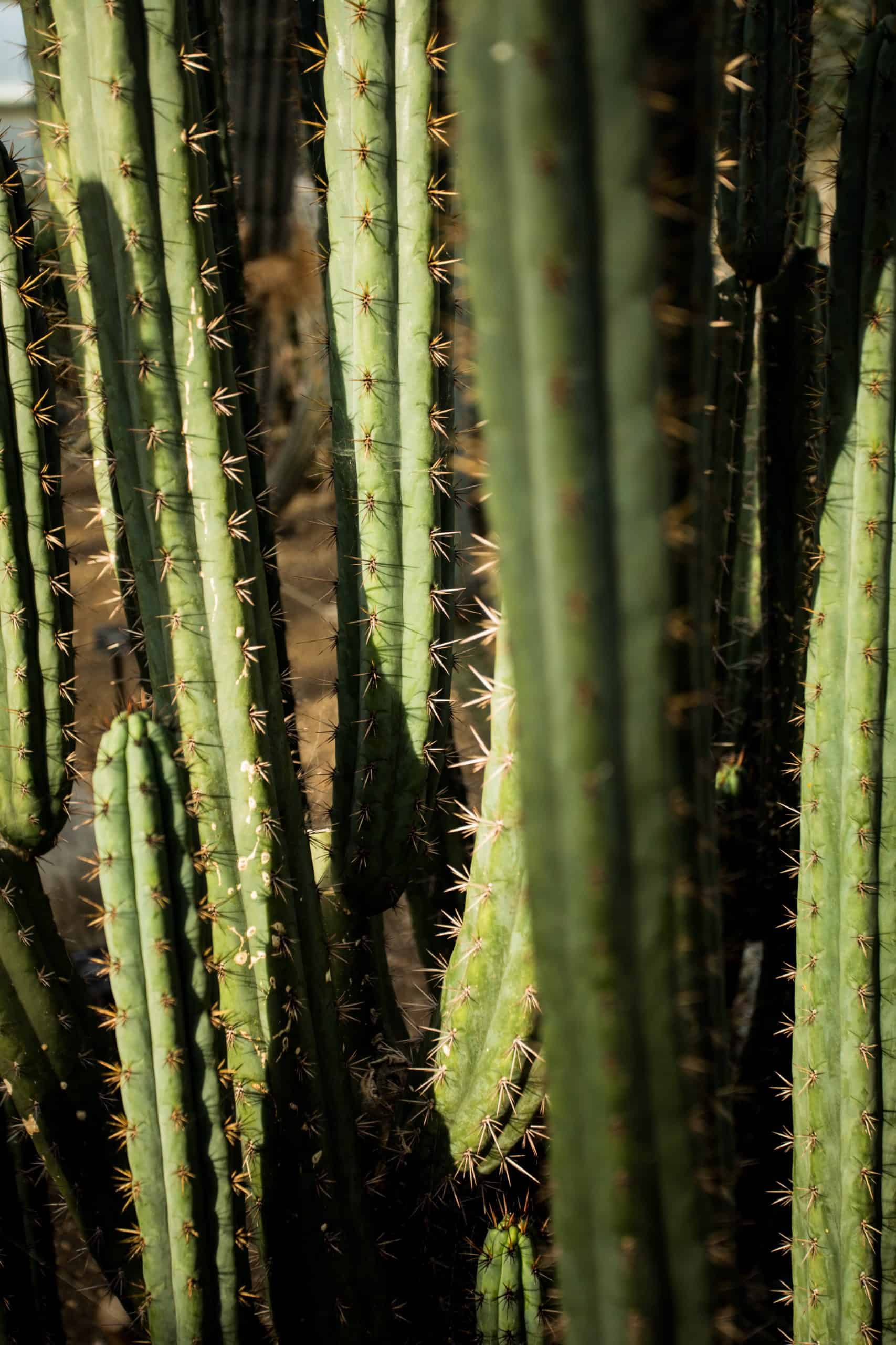 joshua-fuller-ua5LbCuHB1E-unsplash